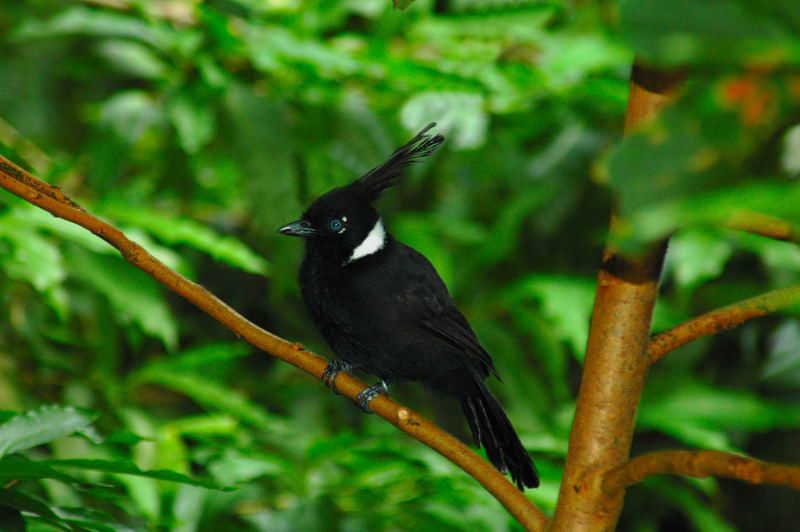Burung Cililin Hitam