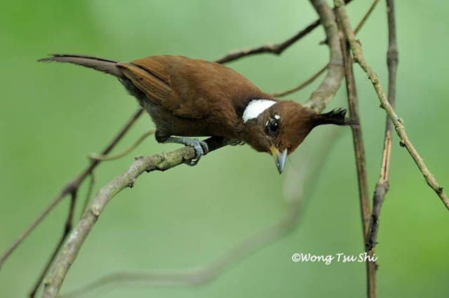Burung Cililin Coklat