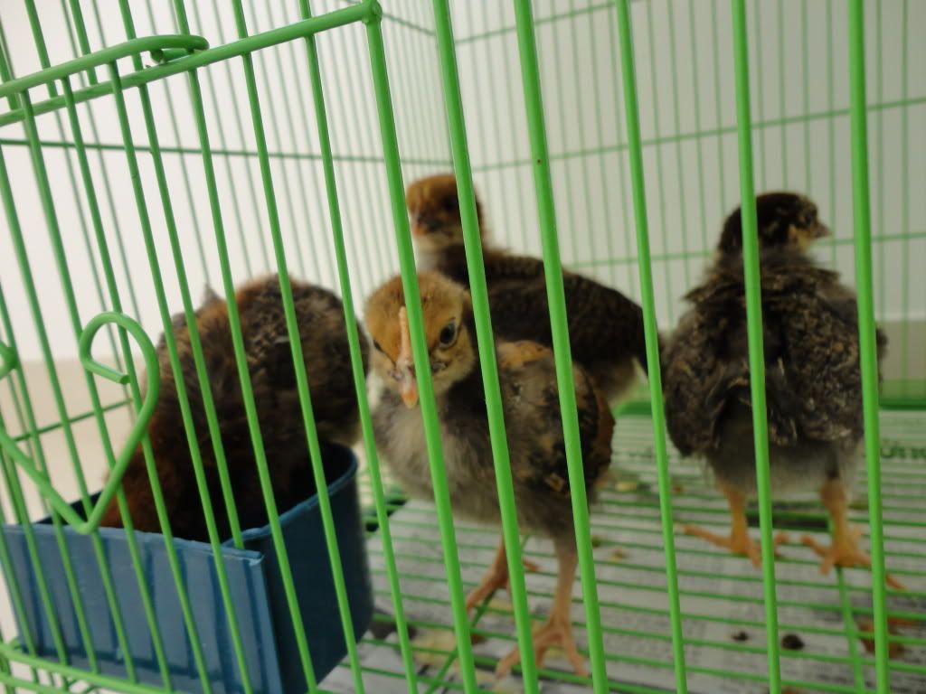 Gà này là gà gì - 1