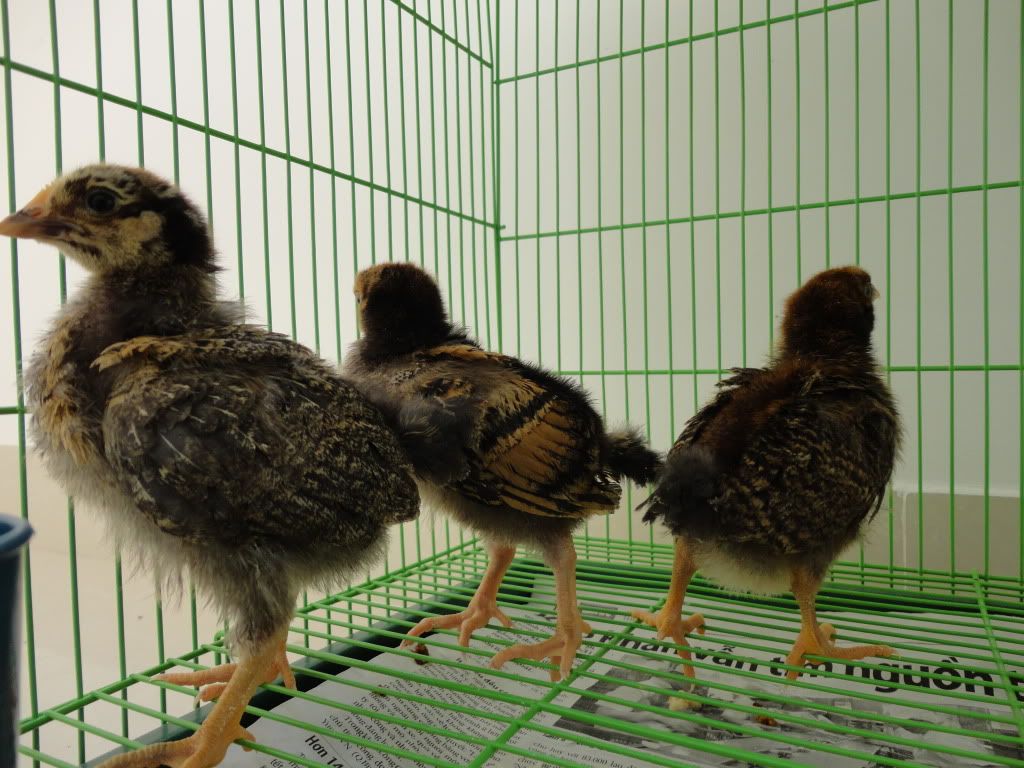 Gà này là gà gì