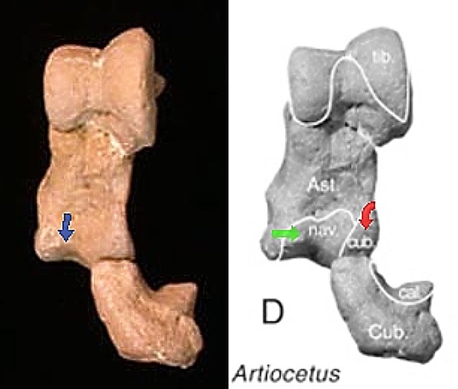 Rodhocetus And Artioce...