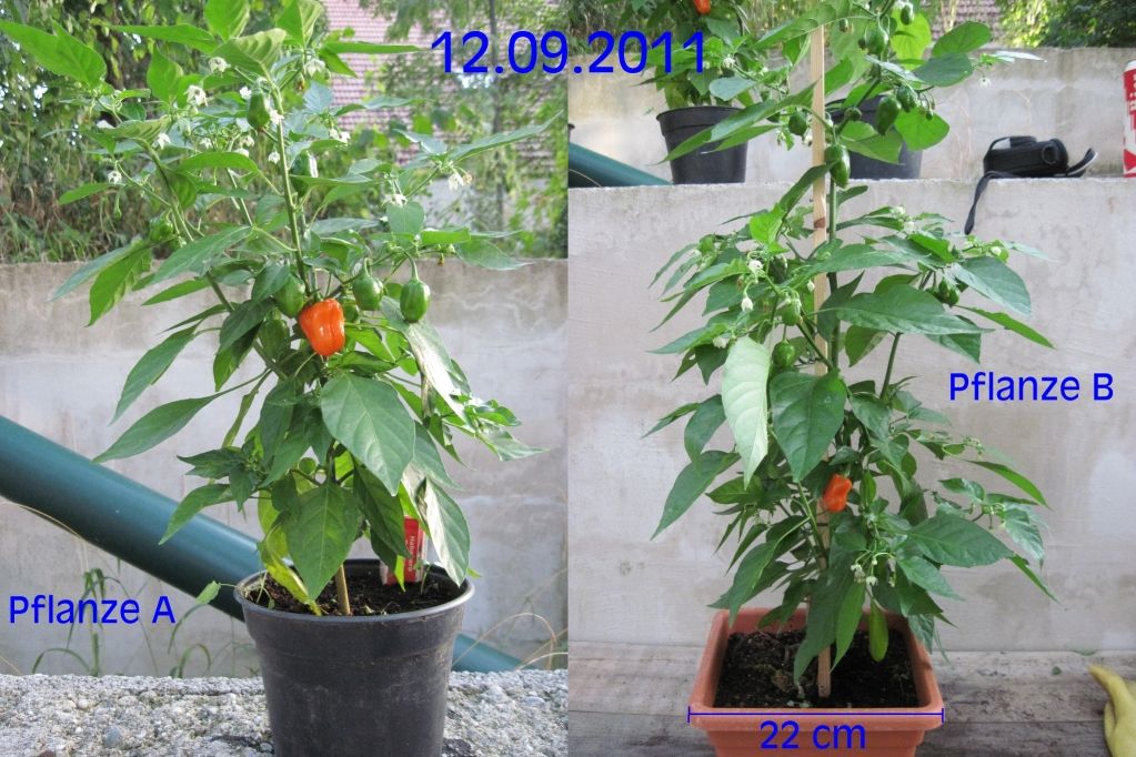 2011-09-12_zps7fe13883.jpg