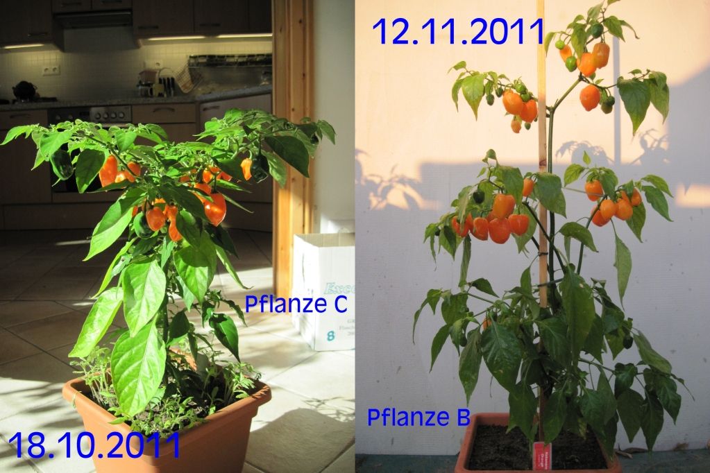 2011-10-182011-11-12_zps34d5ff1e.jpg