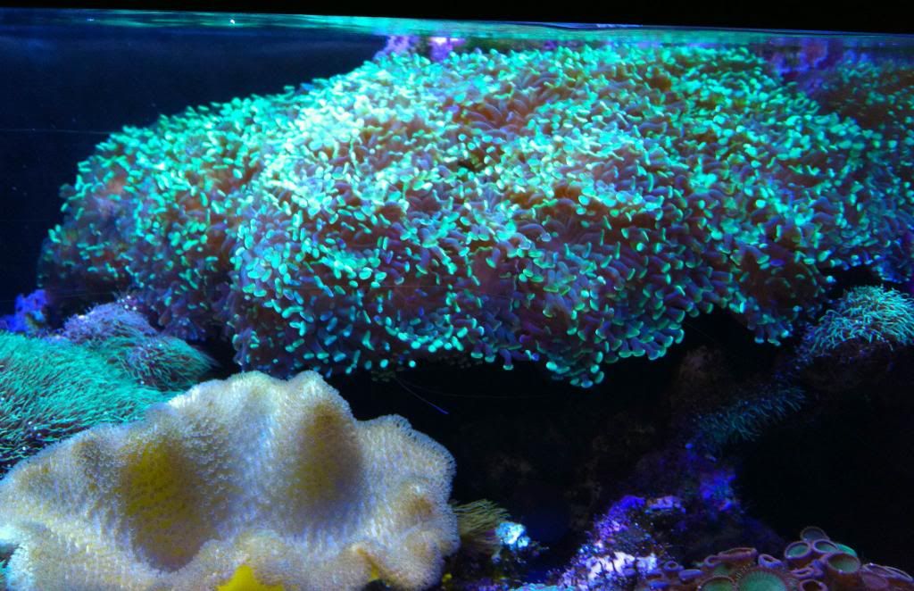 rock frag racks? Reef Central Online Community