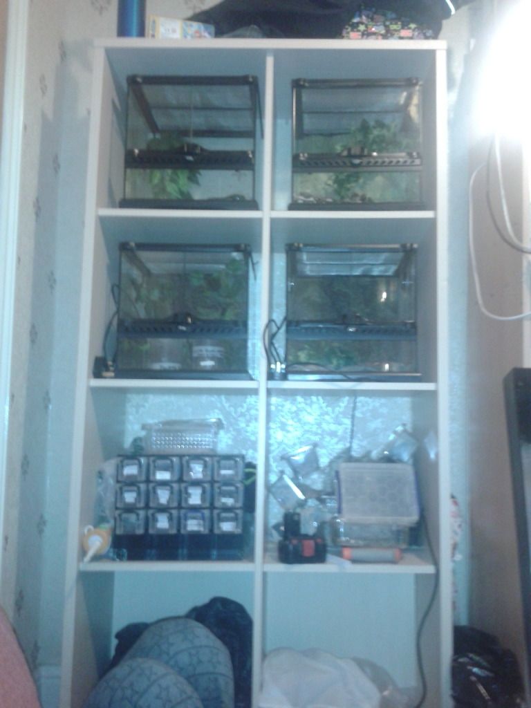 my ikea t. rack Reptile Forums