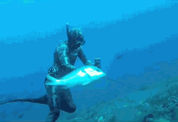 fail-gif-fish_zps520f945c.gif