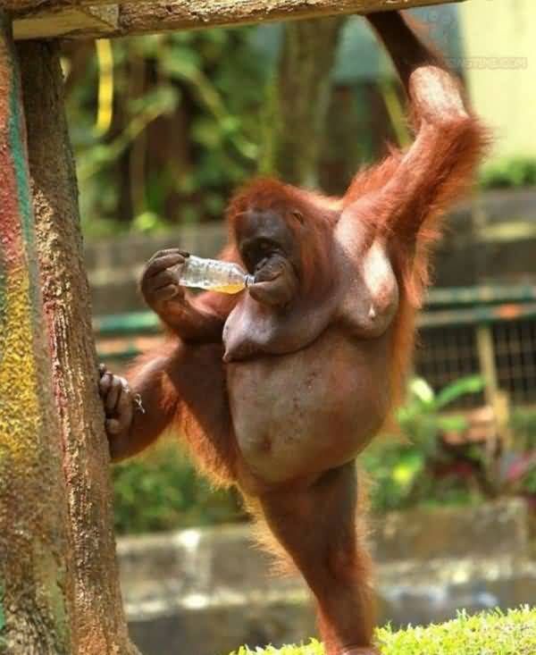 orangutane-drinking-water-in-funny-way_z