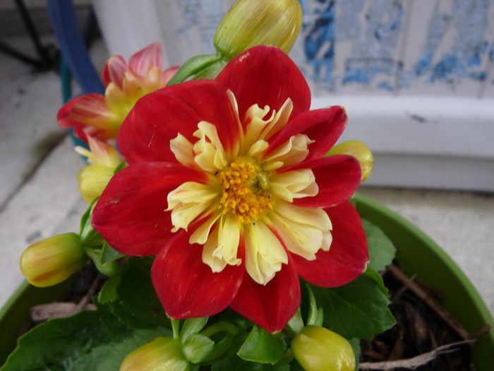 dahlia photo P11007092.jpg