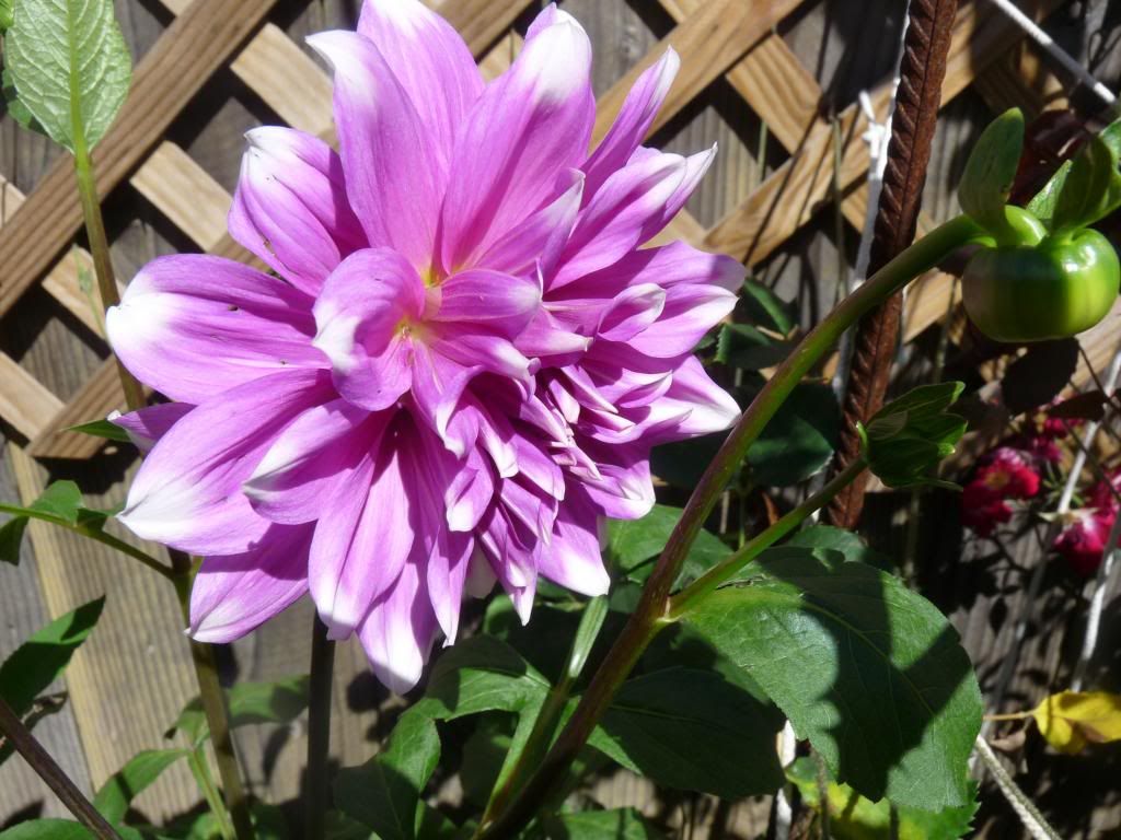 dahlia photo P11009492.jpg