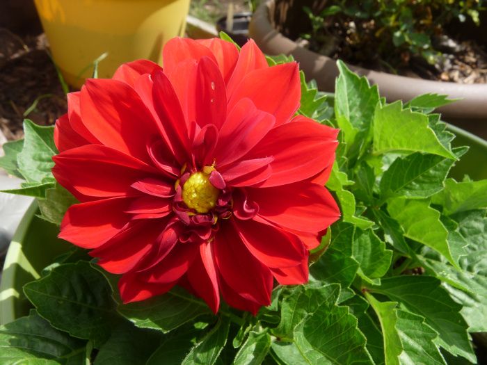 dahlia photo P11009662.jpg