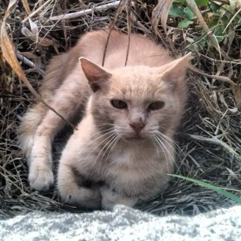 Uploaded from the Photobucket iPhone App