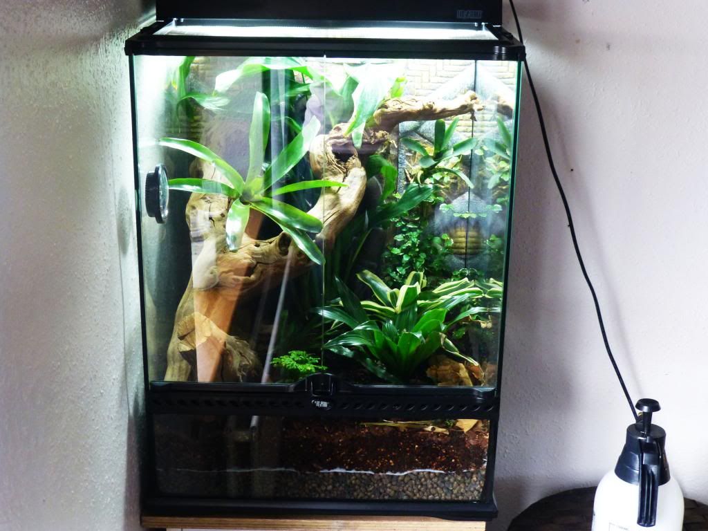 Whats a reasonable asking price for this crested gecko full setup