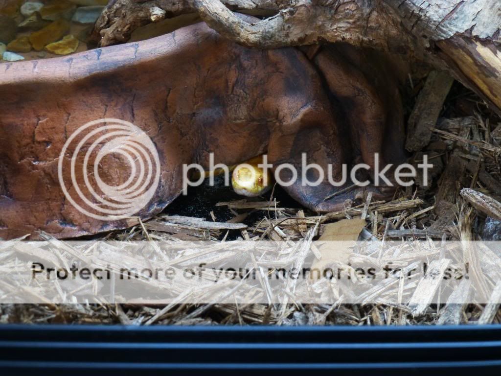 My Trio Of Custom Built Naturally Planted Viv's and Custom Made Rack ...