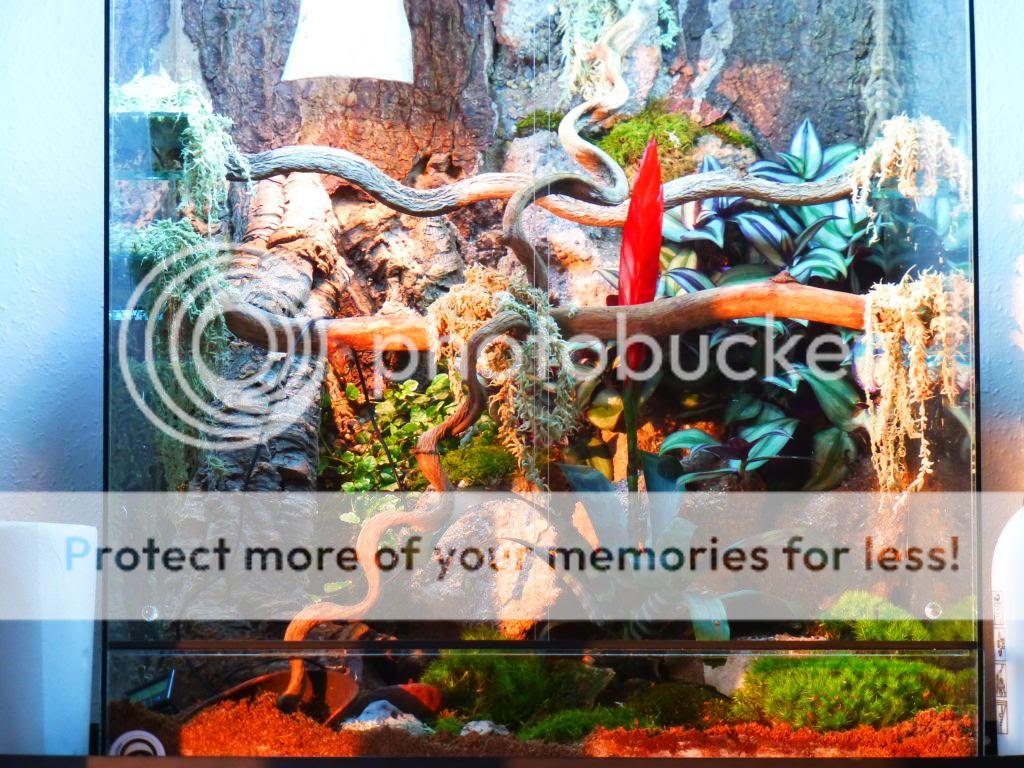 My Trio Of Custom Built Naturally Planted Viv's and Custom Made Rack ...